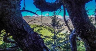 14543821_jelak-leshnica-shar-planina