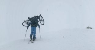 ICE+&+PALMS_cover fischer