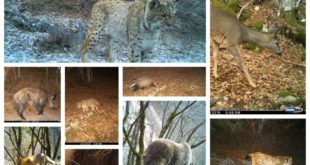 nacionalen park mavrovo